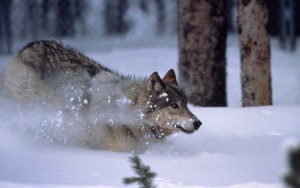 WolfRunningInSnow-300x188