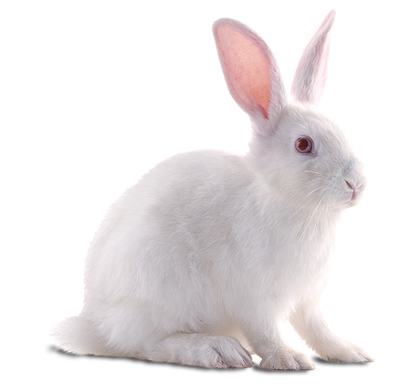 white-rabbit