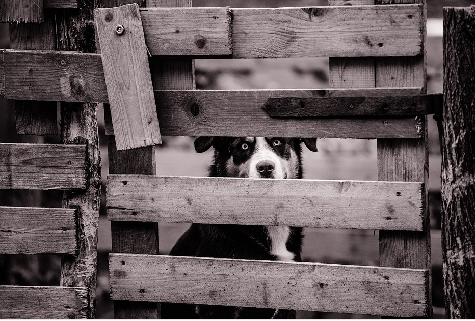 fencedog