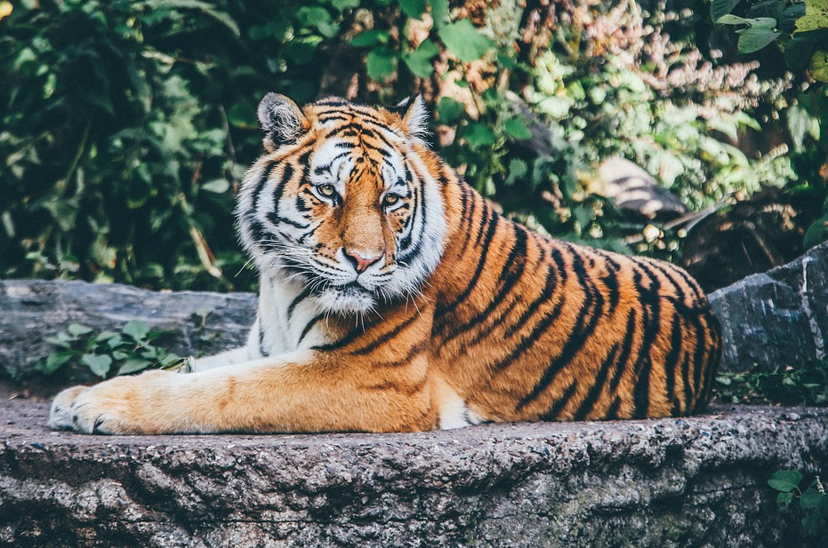 tiger