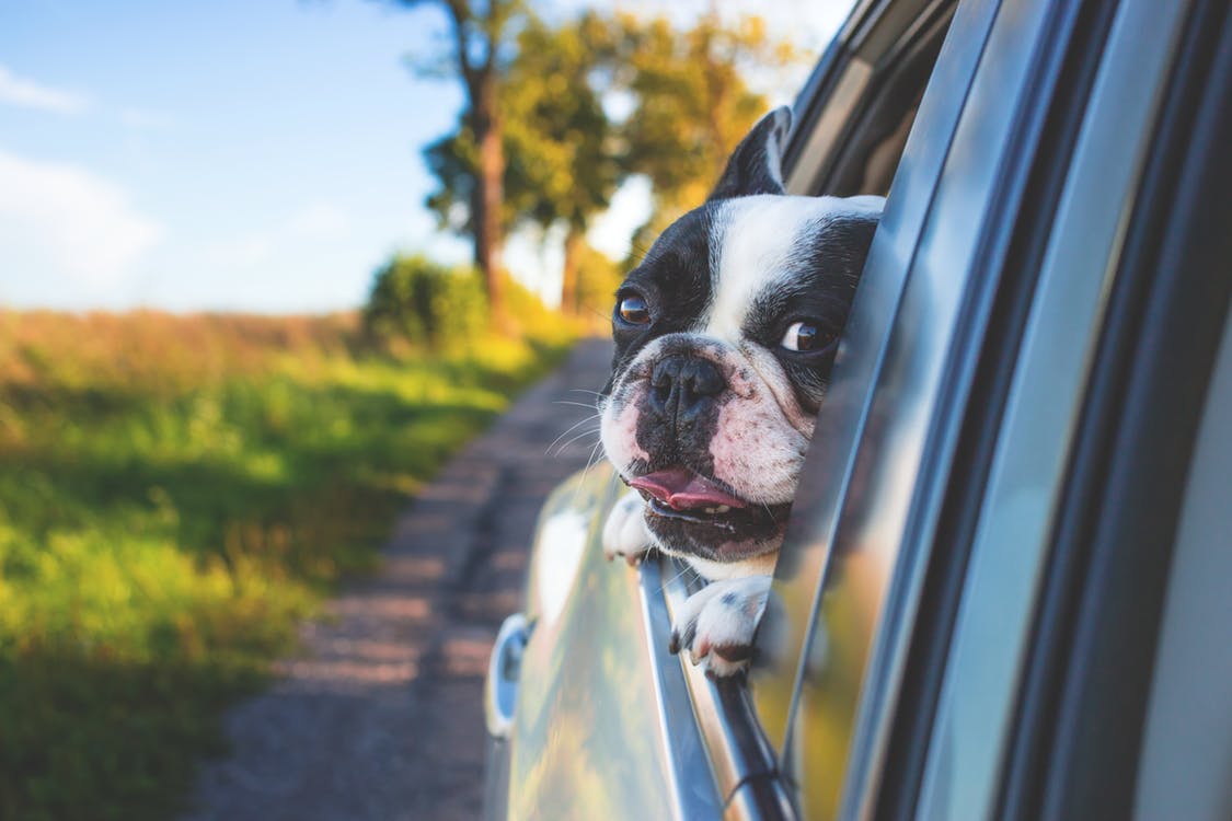 drivewithpup